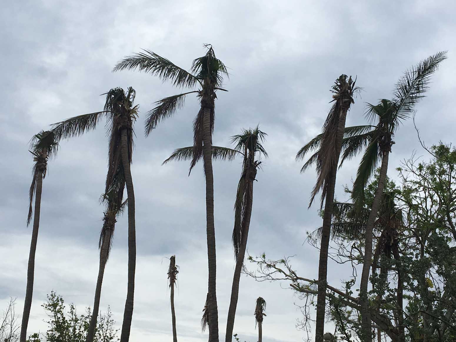 All the palm trees in Condado have been destroyed