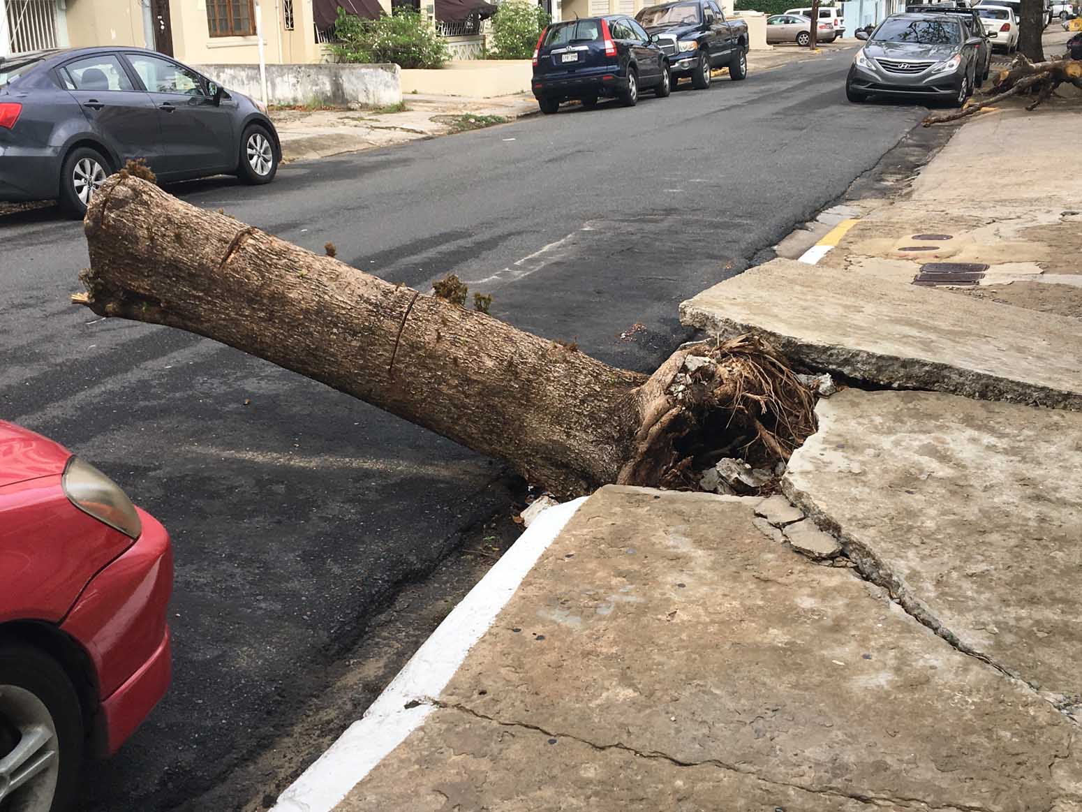 Toppled tree trunks - a very common sight in Condado